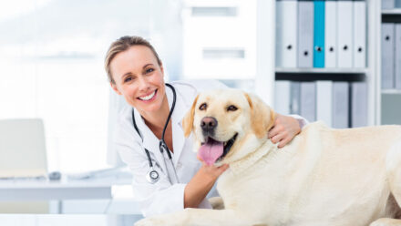 Veterinary | US Medical Funding