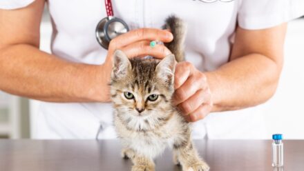 Veterinary Equipment Financing: Loans and Leases